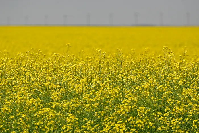 Golden canola field near Melfort, Saskatchewan